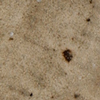 Speckled Brown Tiramisu